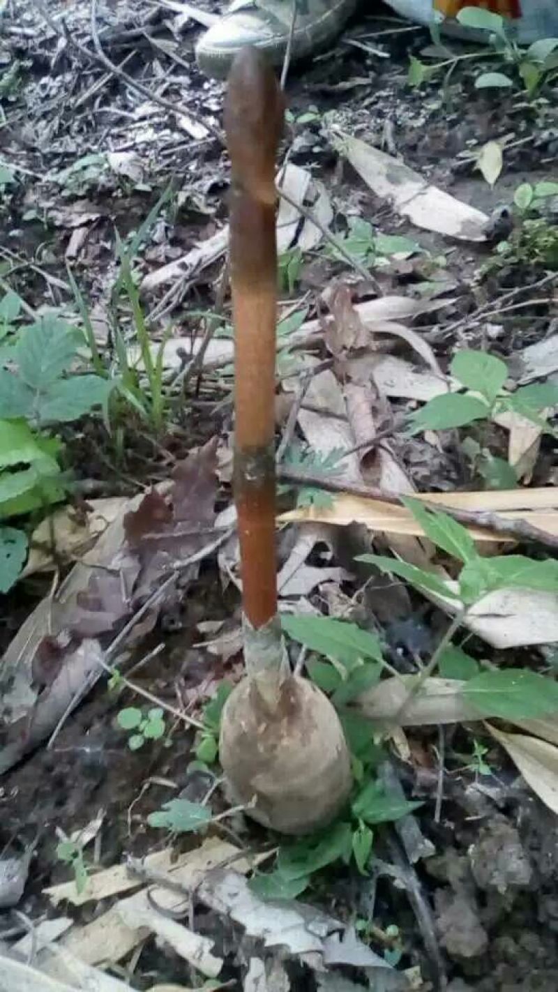 野生天麻特级