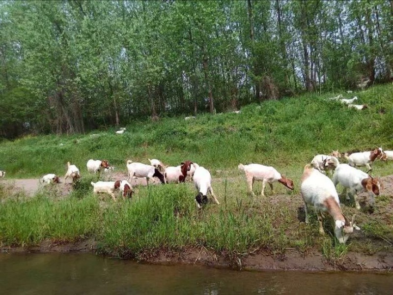 羊仔