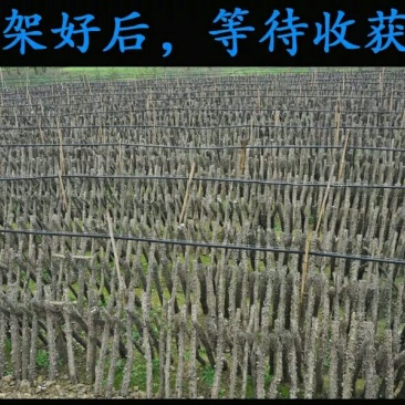 木耳特级