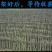 野生木耳特级