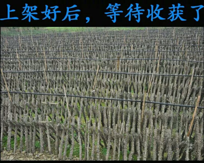 野生木耳特级