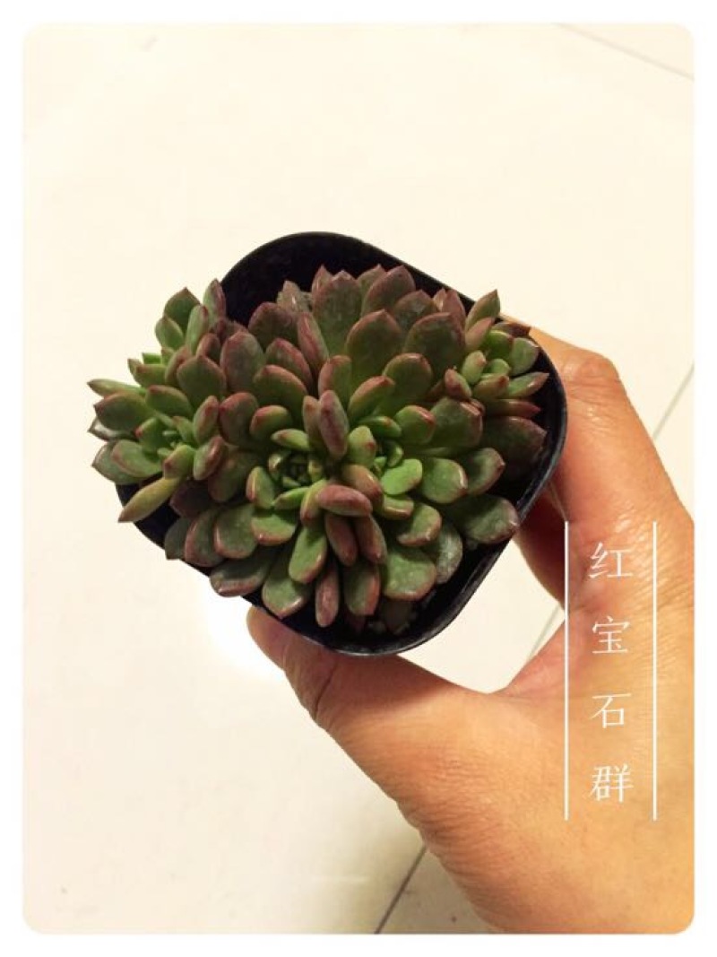 多肉植物