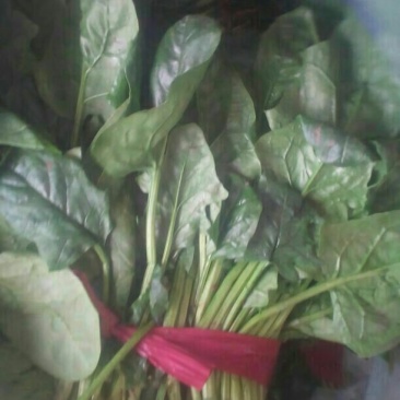 菠菜20~25厘米