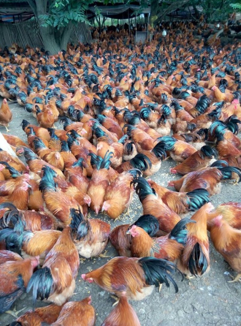 土鸡6月以下