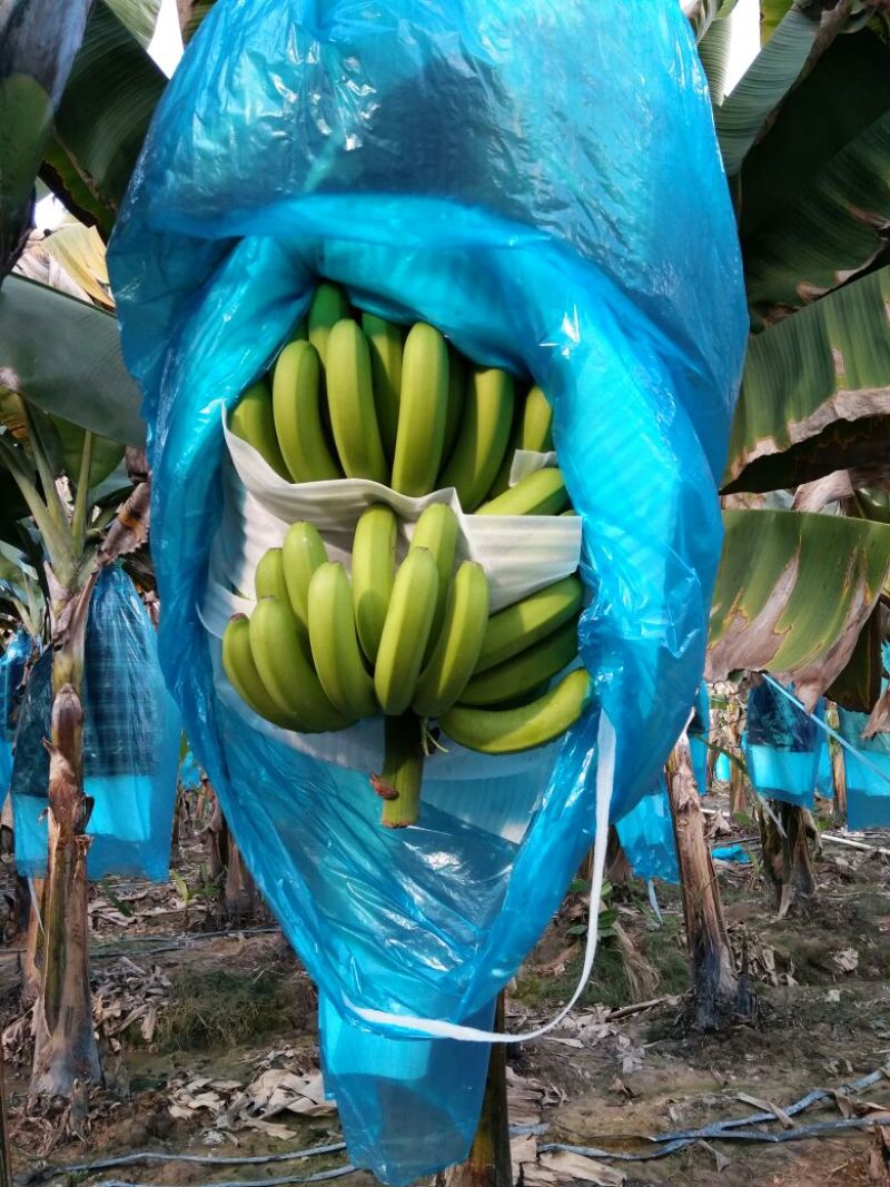 威廉斯香蕉七成熟