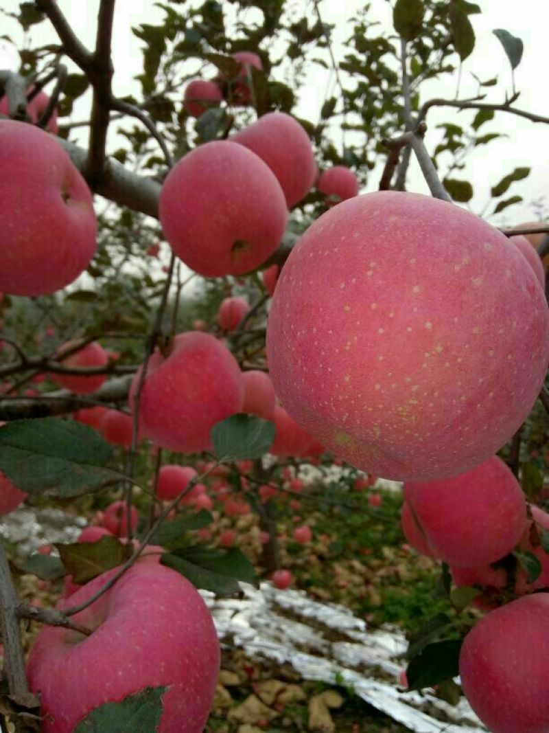 红富士苹果70mm以上纸袋，色泽鲜艳，口感好。