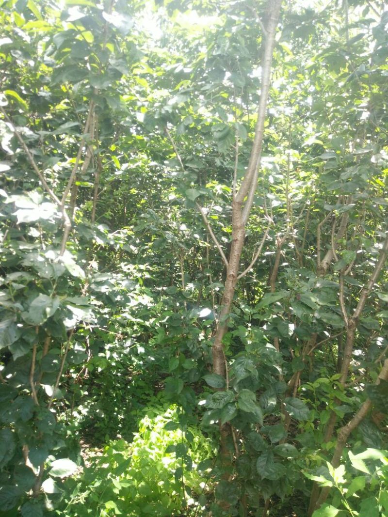 玛瑙红樱桃树苗免费提供技术指导，基地直销