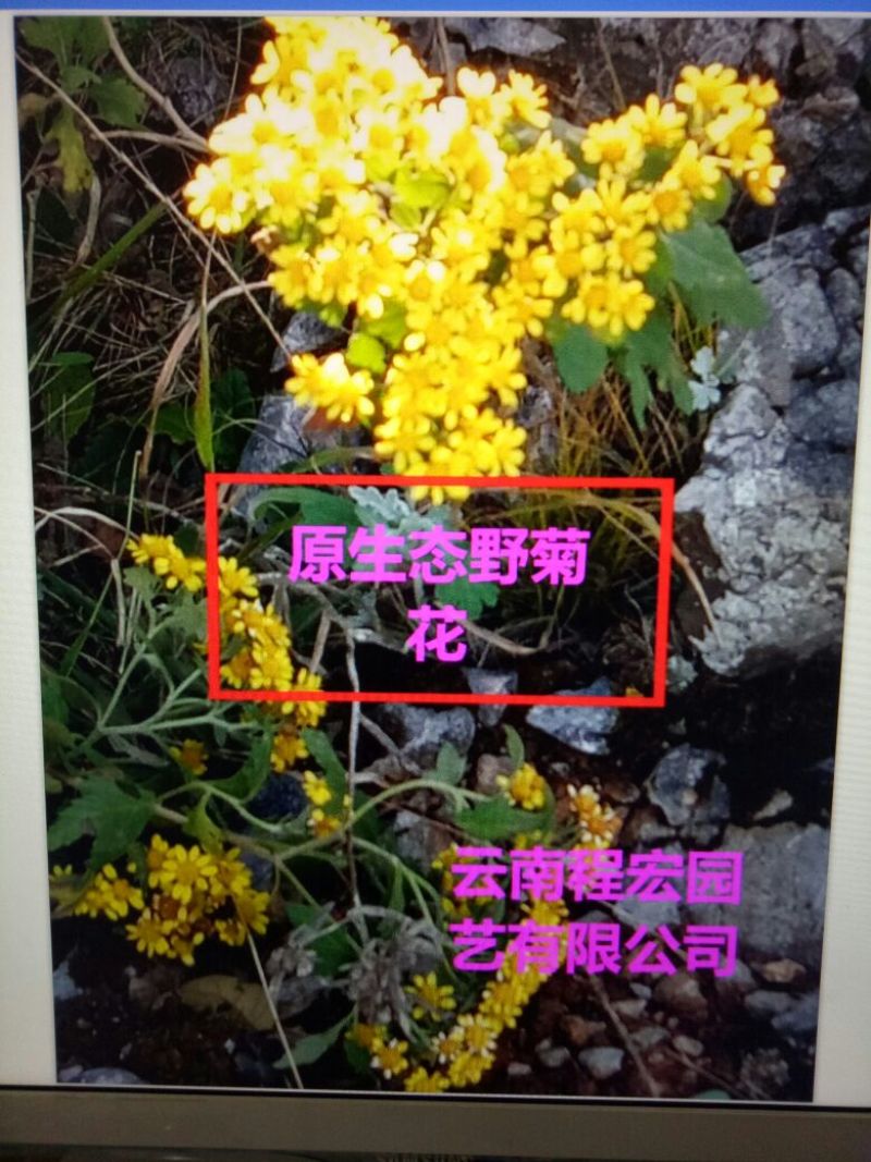 野菊花统货