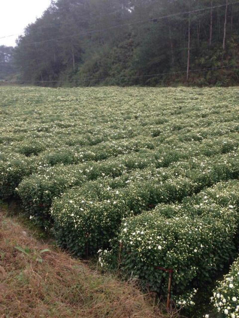 白菊花茶