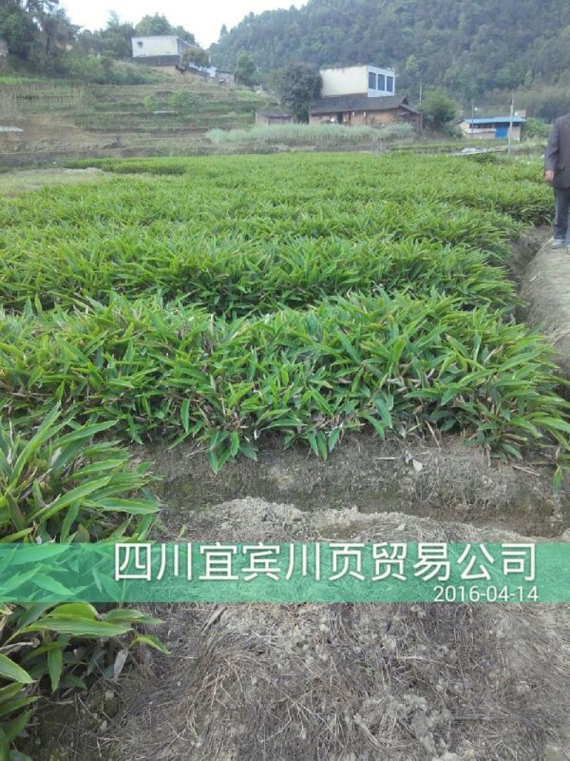 砂仁苗