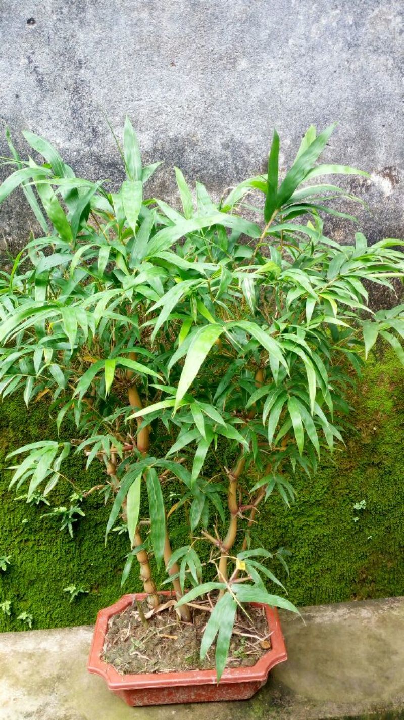 黄金佛肚竹买竹送兰花可选配石头可做精致盆景