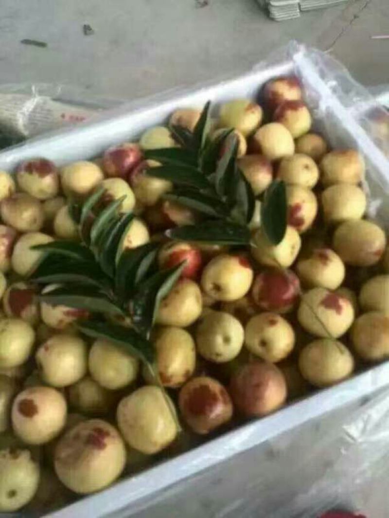 【鲜枣供应】冬枣陕西大荔冬枣货源充足来电咨询欢迎视频看货