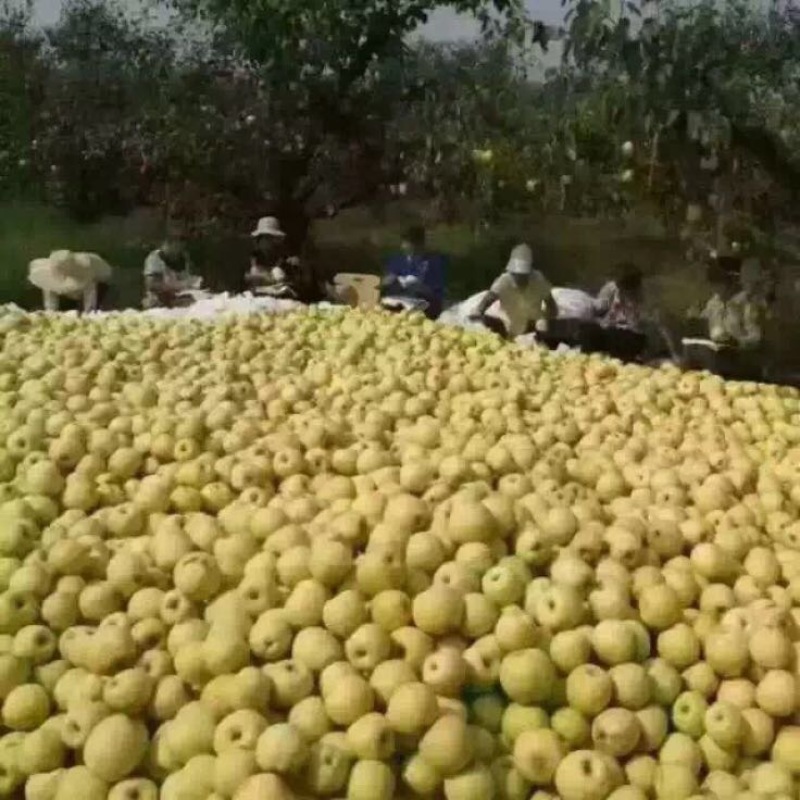 砀山梨