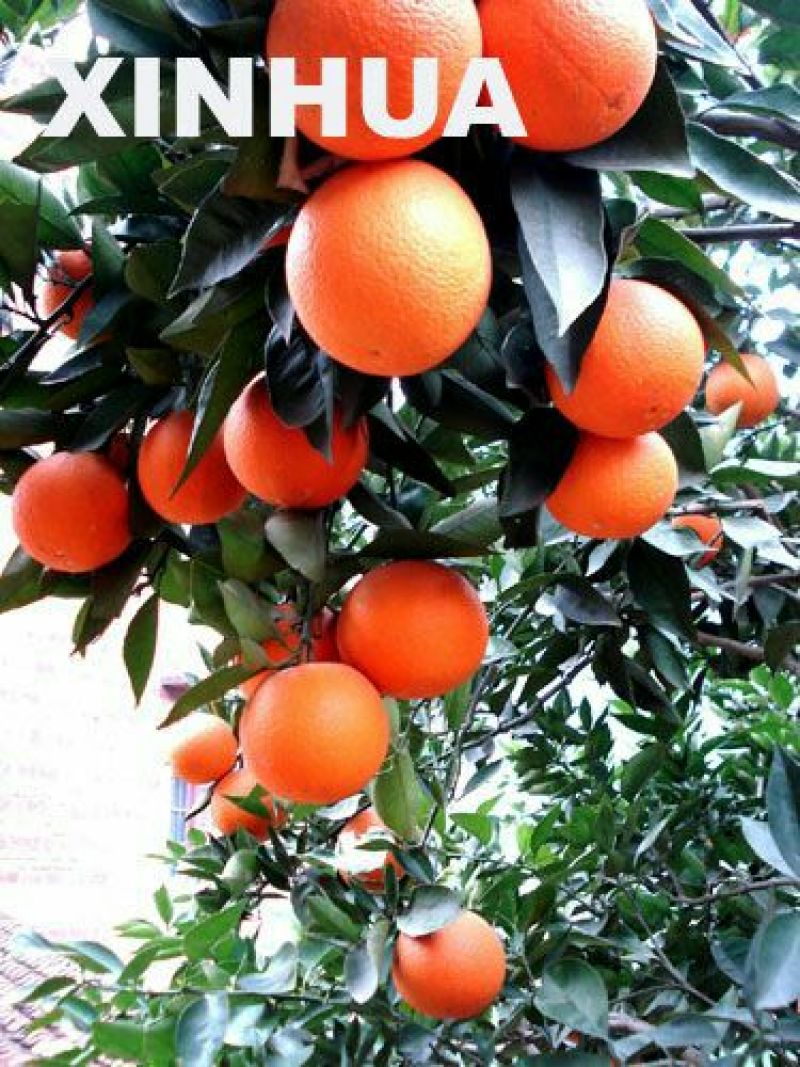 夏橙