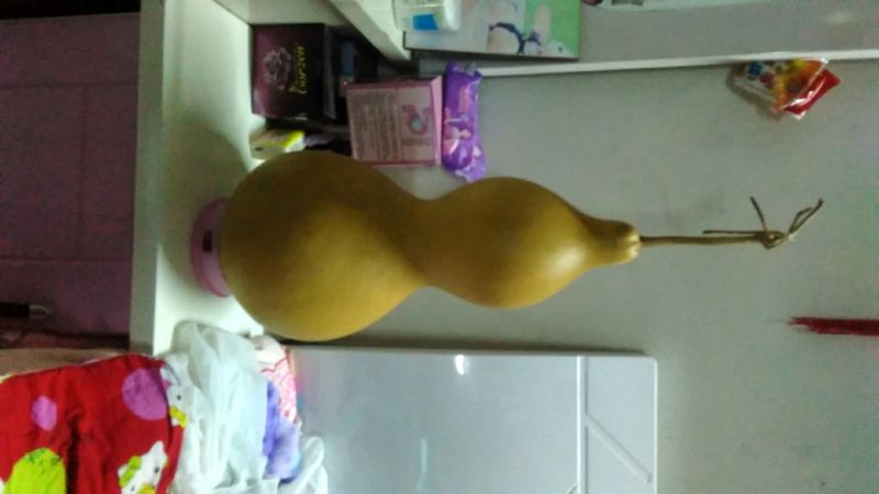 长嘴亚腰葫芦35~45cm