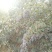 大叶女贞6~8cm