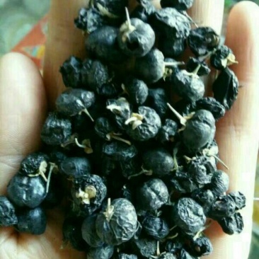黑枸杞头茬干货