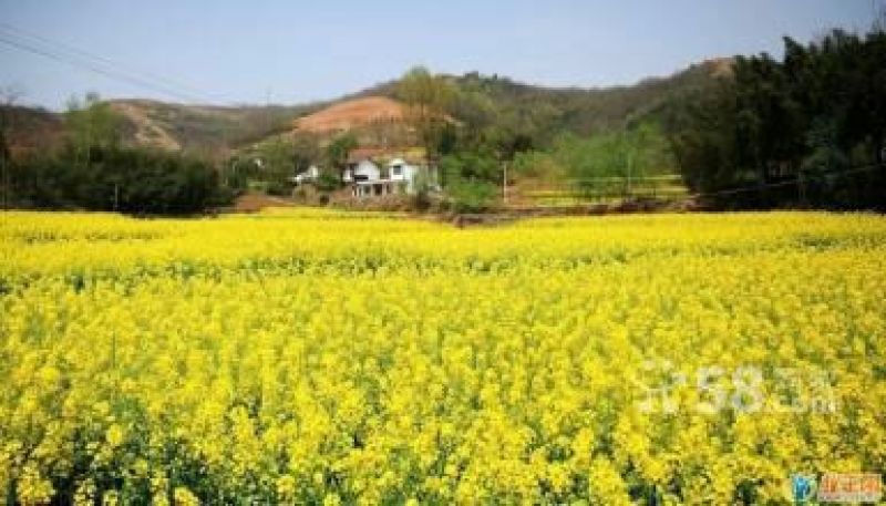 非转基因菜籽油一级