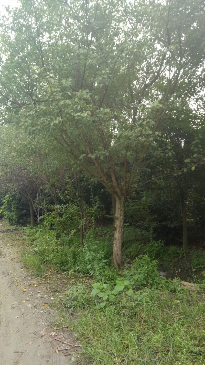 红梅4~6cm4~6cm0.5~1米