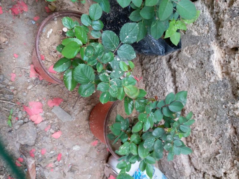 玫瑰盆花不含盆