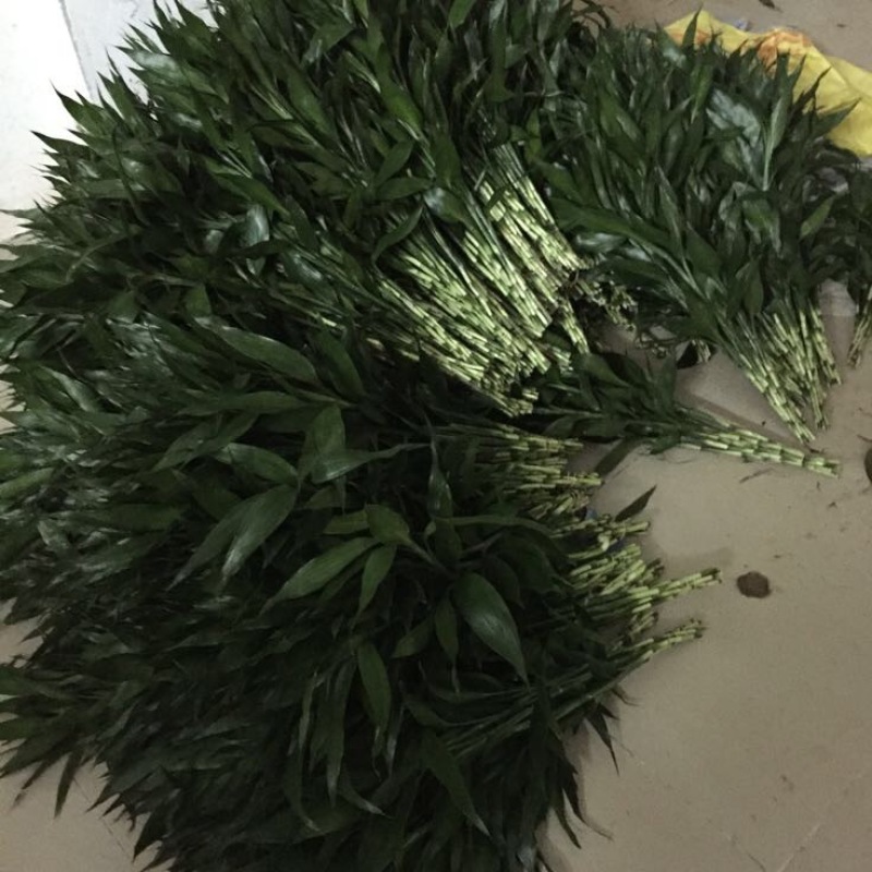 富贵竹2~4cm