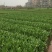 油麦菜