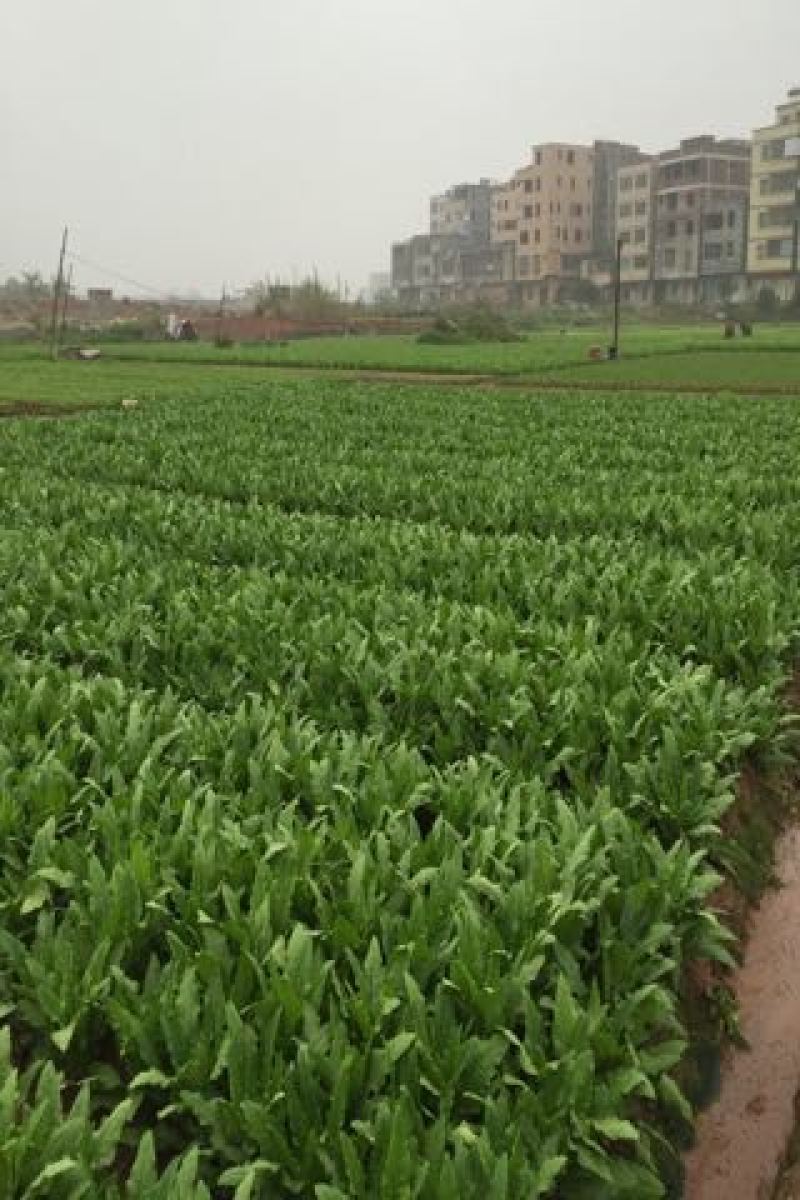 油麦菜