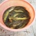 胡子鲶食用