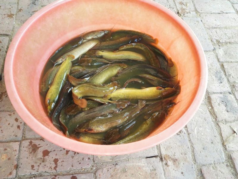 胡子鲶食用
