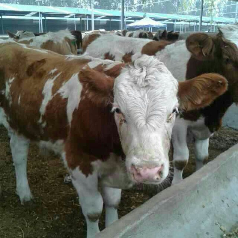 西门塔尔牛犊100~200kg
