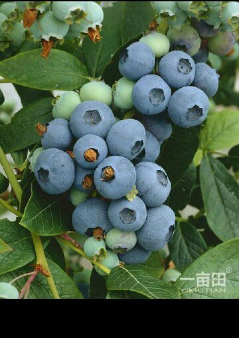 蓝莓12~14mm以上