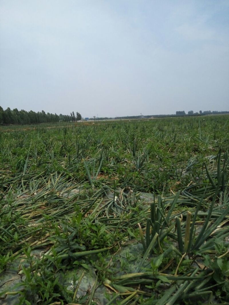 红皮洋葱8厘米以上