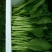 菜苔