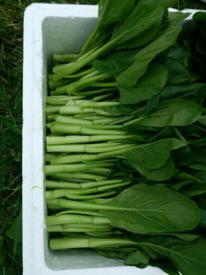 菜苔