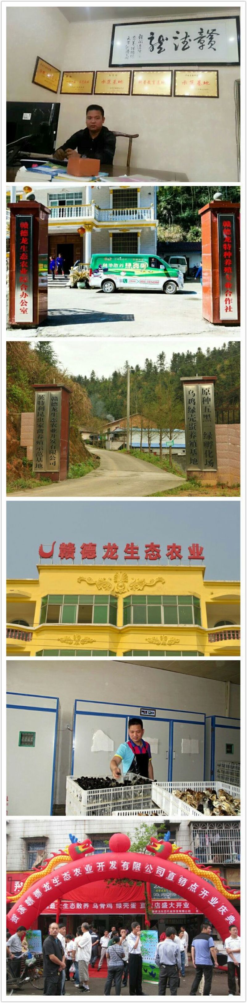 绿壳蛋鸡苗