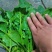 大叶菠菜15~20厘米