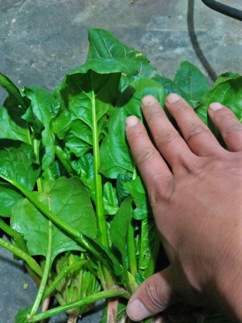 大叶菠菜15~20厘米