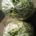 豆角20厘米以上