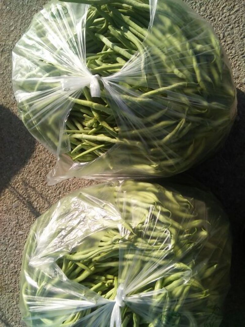 豆角20厘米以上