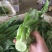 油麦菜25~30厘米以上精品高山云南大棚油麦菜，质量非