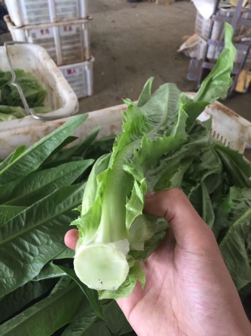 油麦菜25~30厘米以上精品高山云南大棚油麦菜，质量非