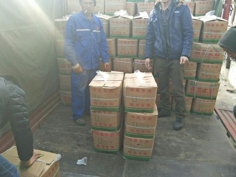 荷兰十五土豆4两以上