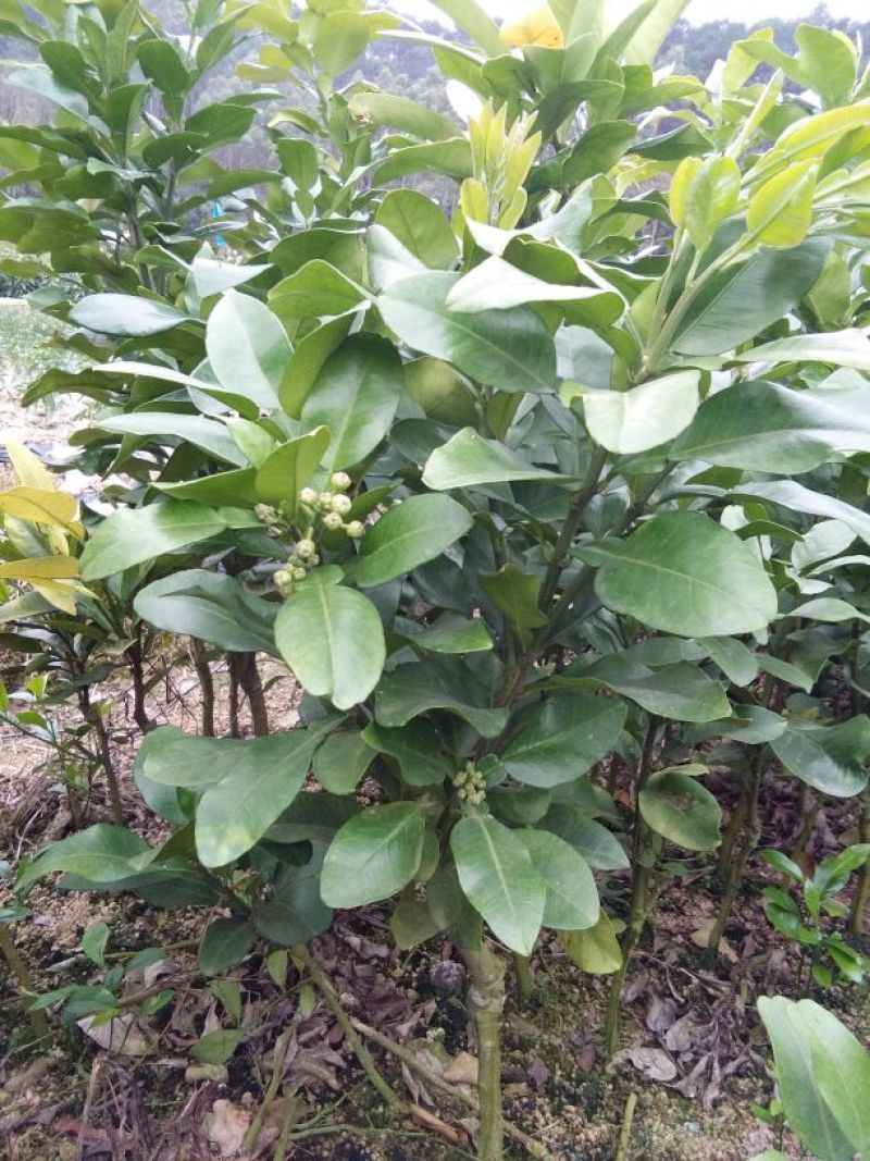 柚子树30~50cm