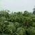 冠龙西瓜8斤打底8成熟1茬