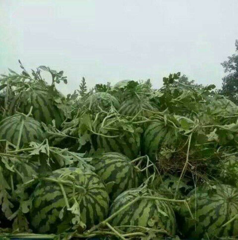 冠龙西瓜8斤打底8成熟1茬