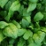 越冬菠菜15~20厘米