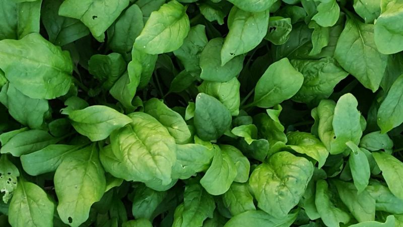 越冬菠菜15~20厘米