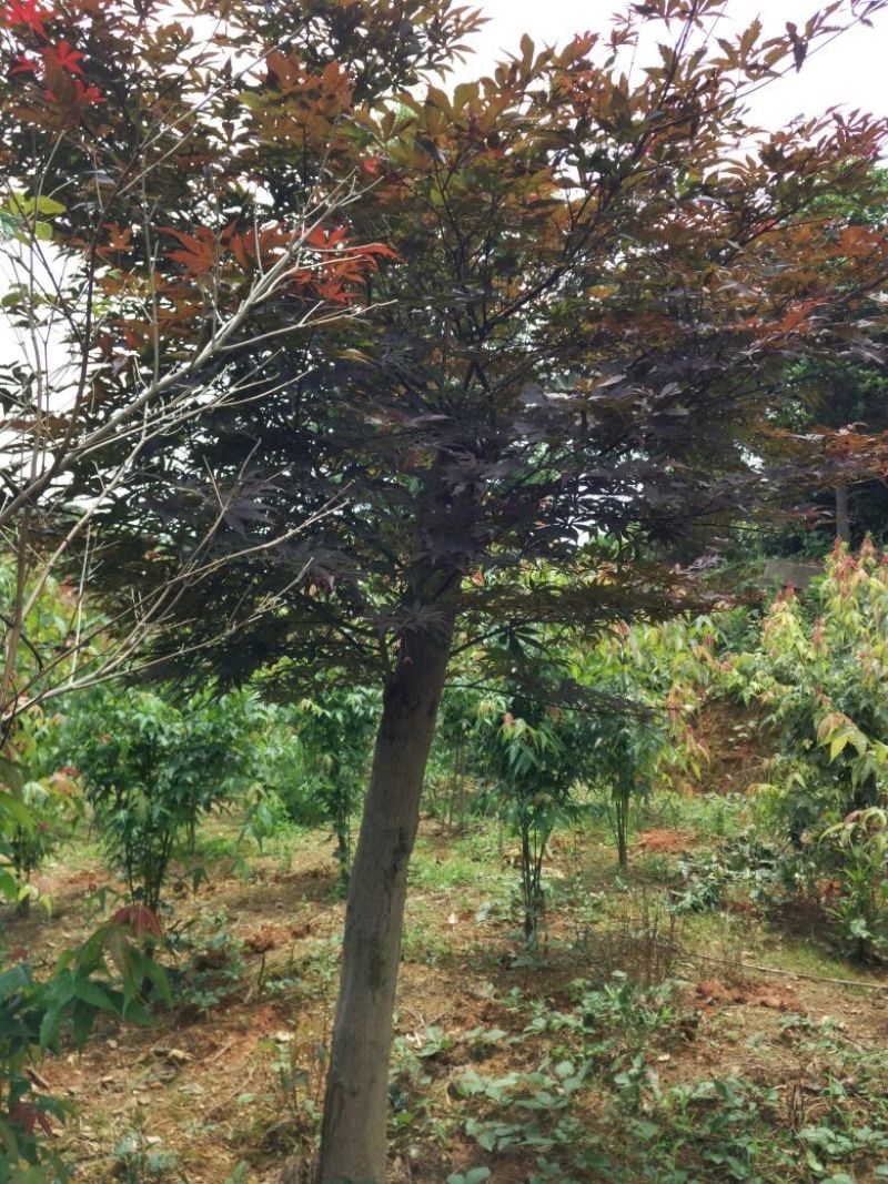 红枫，日本红枫，红枫小苗，精品红枫，浏阳嫁接红枫价格