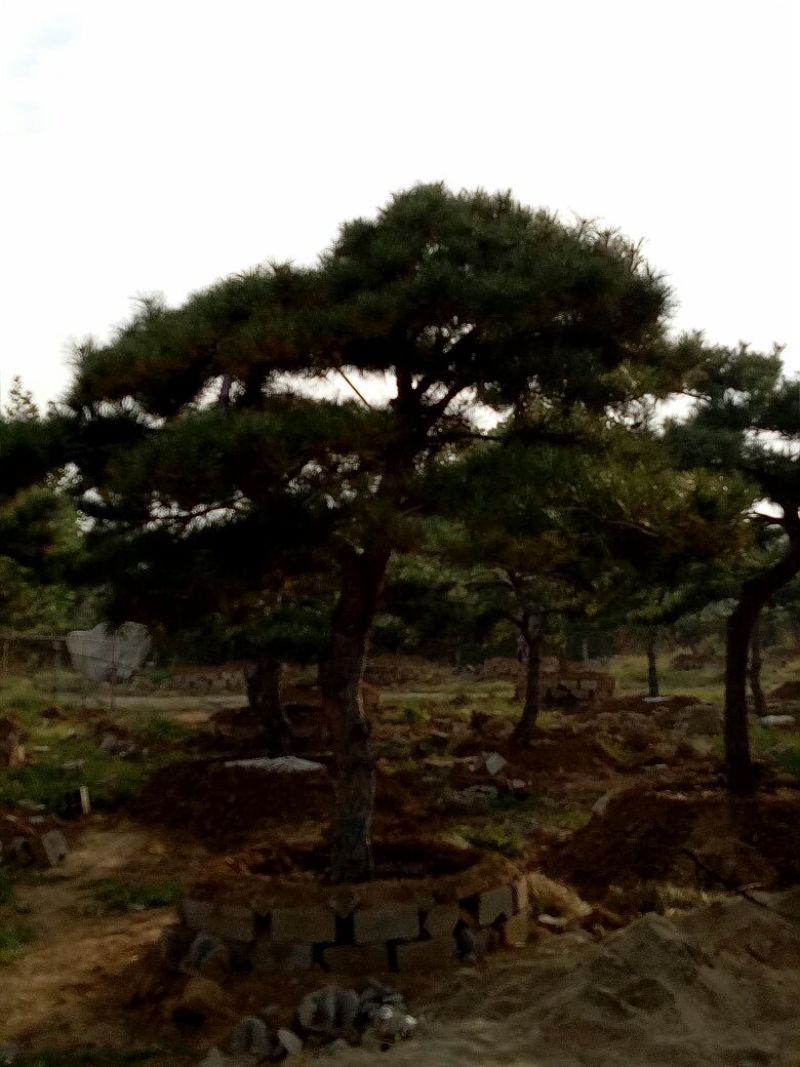 造型松14公分