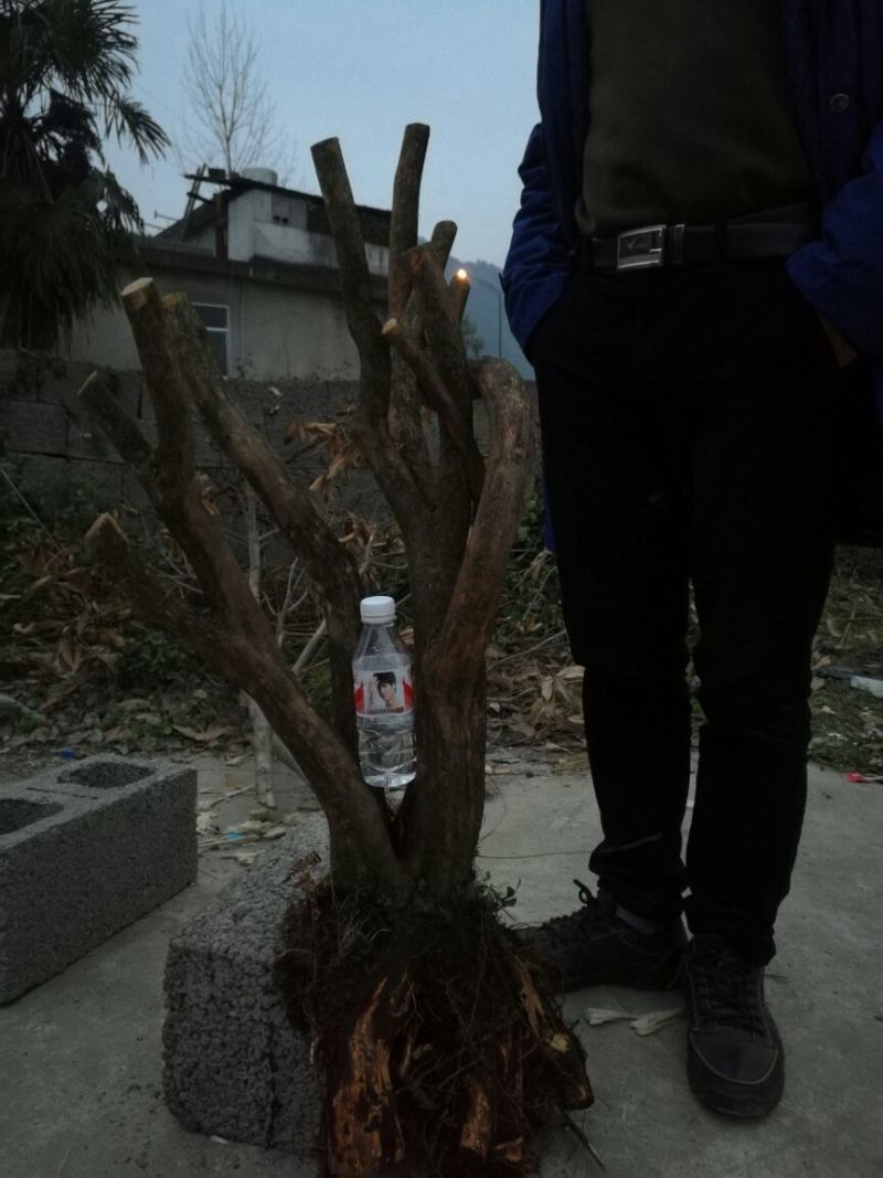 映山红15~20cm